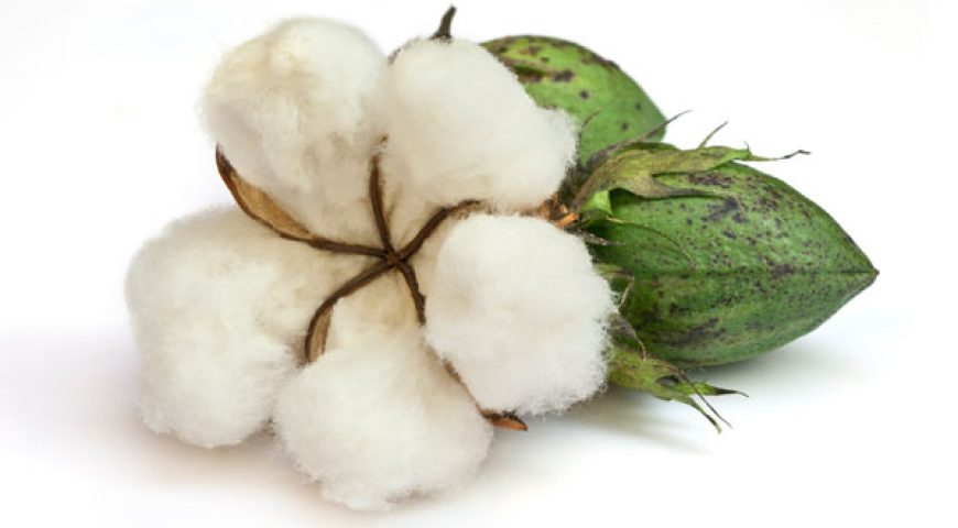 همه چیز درباره پنبه (۱)